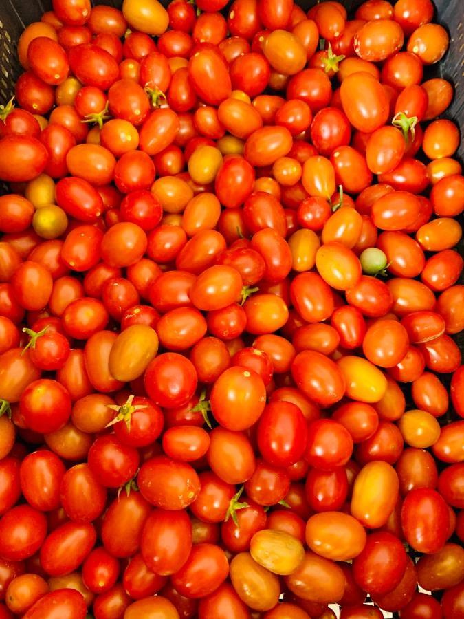 Appartamento Il Pomodoro ซานวิโต โลคาโป ภายนอก รูปภาพ